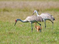 A1B0163c  Sandhill Crane (Antigone canadensis) - adult pair with two colts